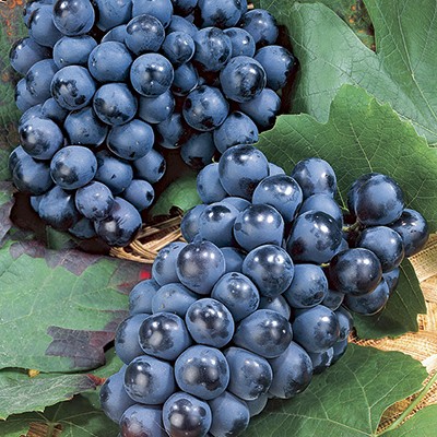 Berry Plants