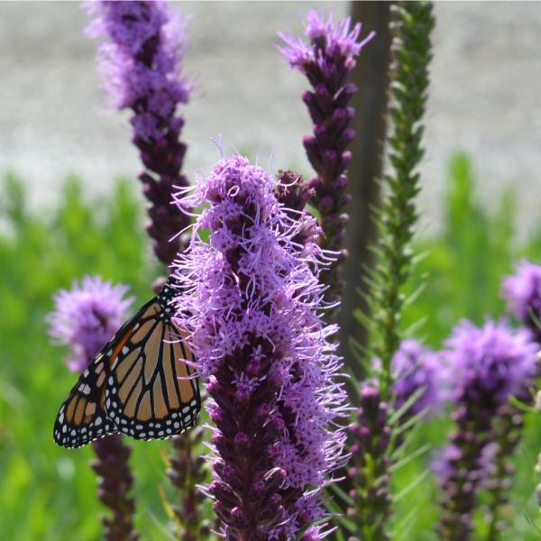 Butterfly Gardens