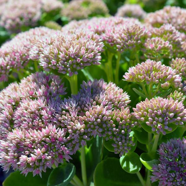 Drought Tolerant