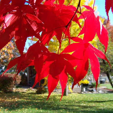 Fantastic Foliage