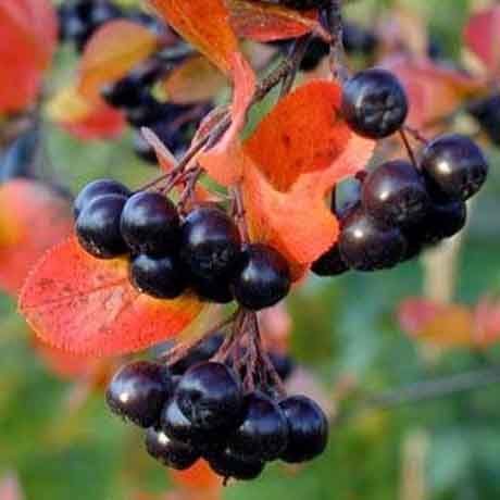 Native Plant Gardens