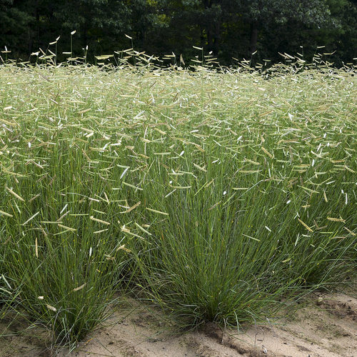 Ornamental Grasses