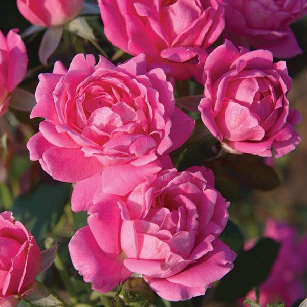 Rose Bushes