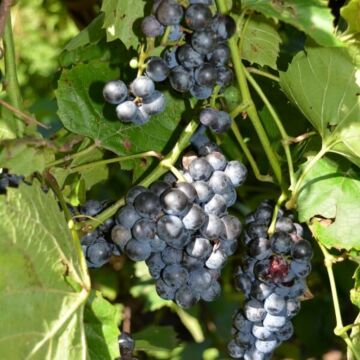Concord Grape