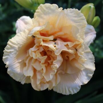 Siloam Peony Display Daylily