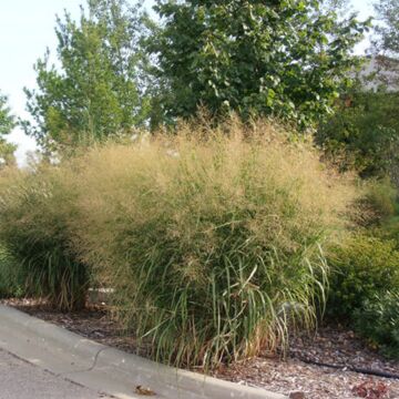 Heavy Metal Switchgrass