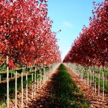 Redpointe® Maple