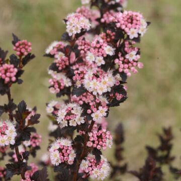 Tiny Wine® Ninebark