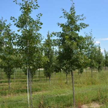 Northern Pin Oak