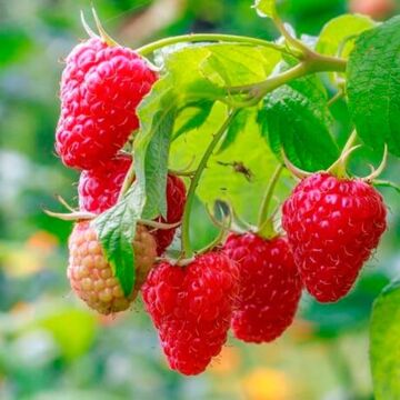 Latham Raspberry