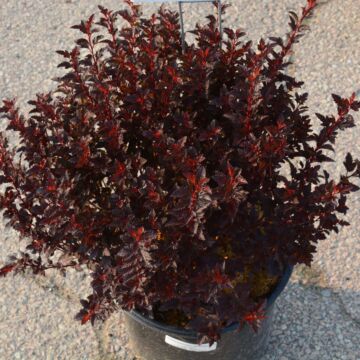 Sweet Cherry Tea™ Ninebark