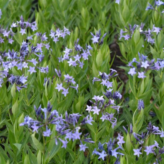 Blue Ice Amsonia in bloom