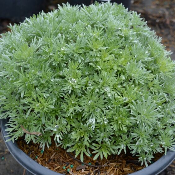 Silver Mound Artemisia