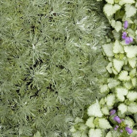 Silver Mound Artemisia