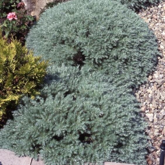 Silver Mound Artemisia