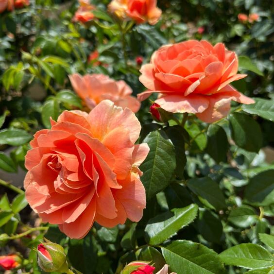 At Last Rose At Last Rose