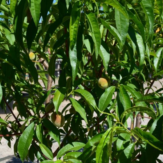 Bailey Hardy Peach