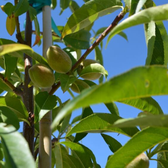 Bailey Hardy Peach