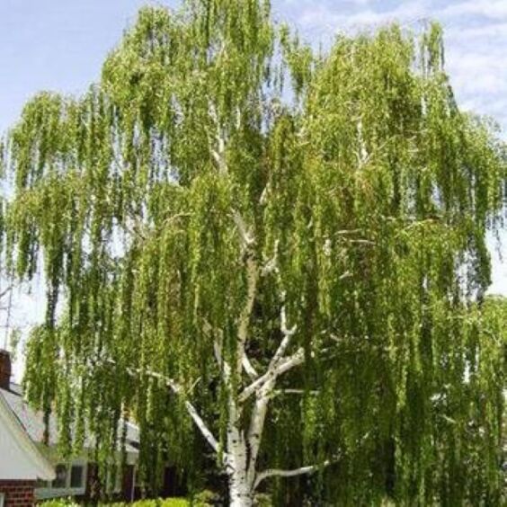 Cutleaf Birch