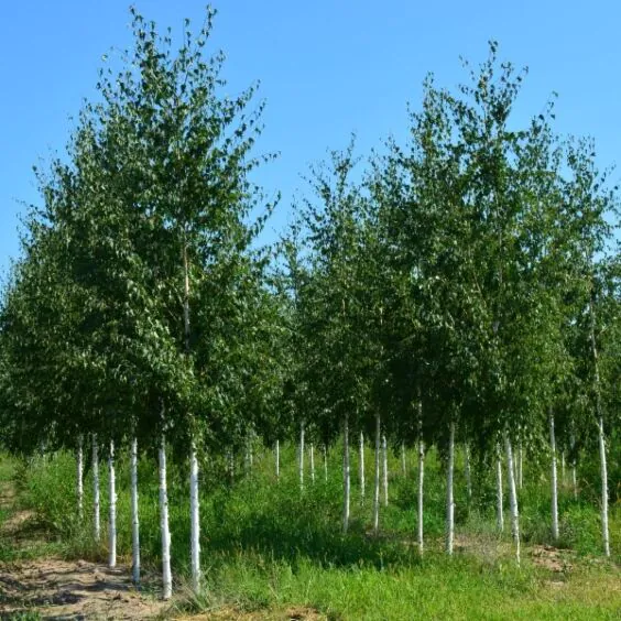 Cutleaf Birch Cutleaf Birch