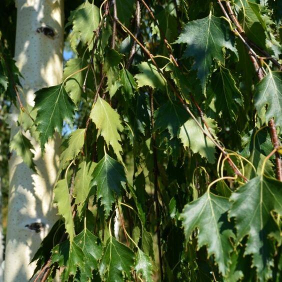 Cutleaf Birch