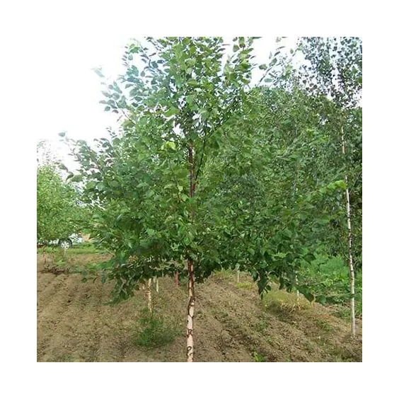 River Birch Single River Birch Single