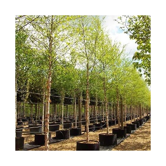 River Birch Single