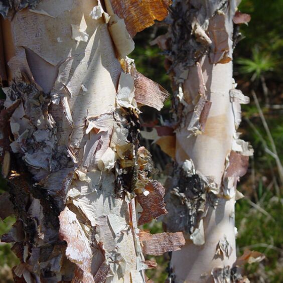 River Birch Single