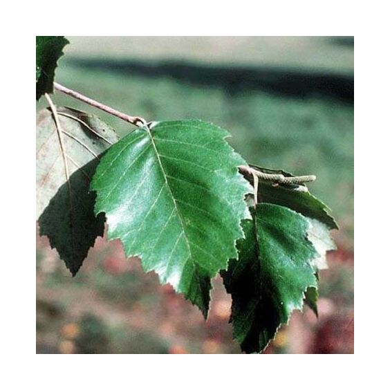 River Birch Single