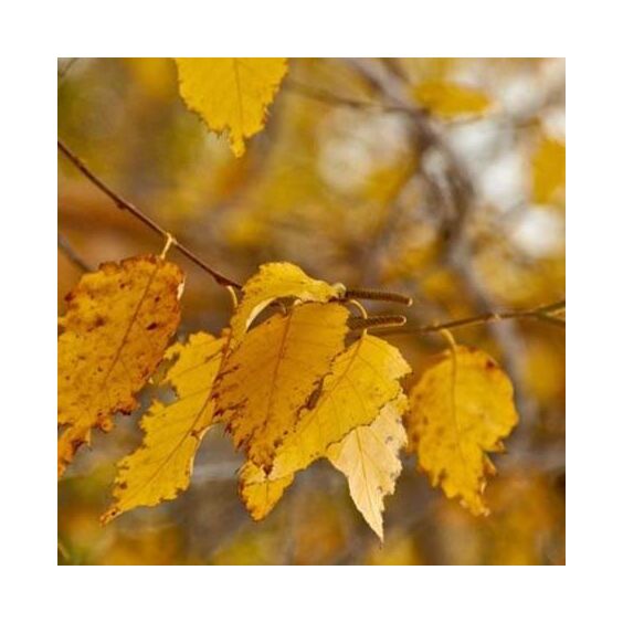 River Birch Single