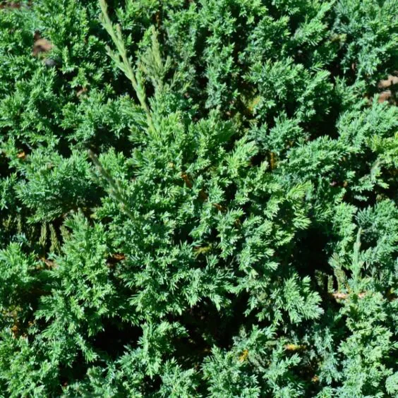 Blue Chip Juniper