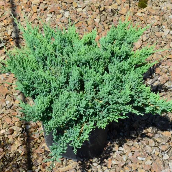 Blue Chip Juniper