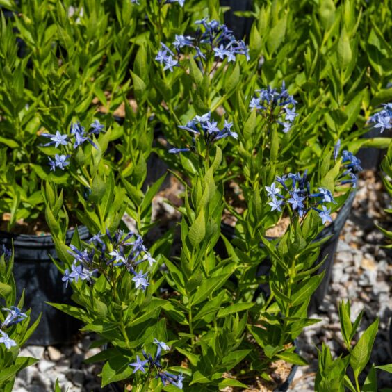 Blue Ice Amsonia container