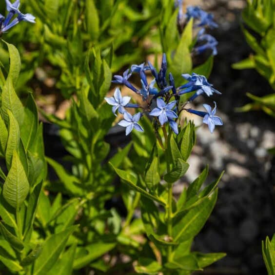 Blue Ice Amsonia Closeup
