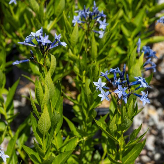 Blue Ice Amsonia 