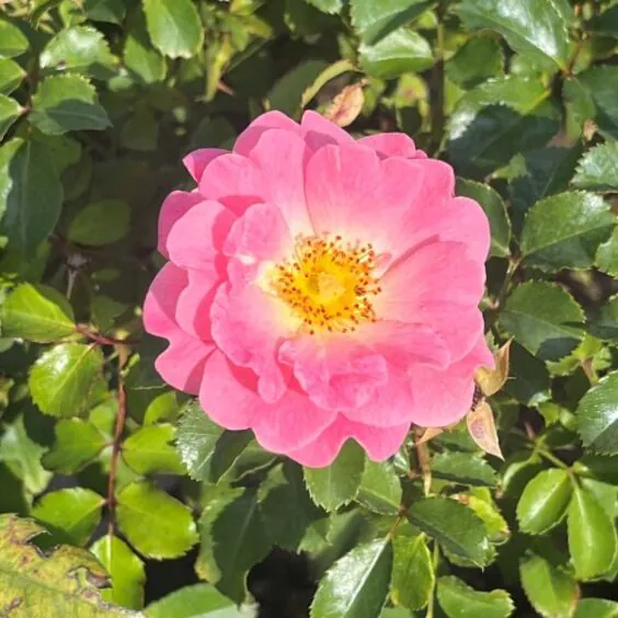 Blushing Drift® Rose