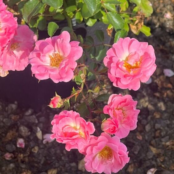 Blushing Drift® Rose