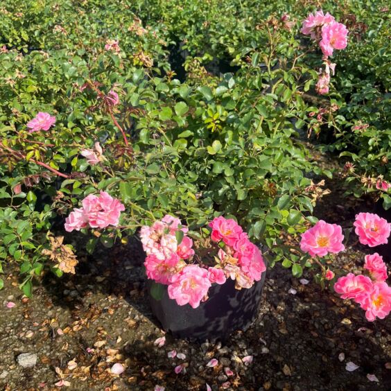 Blushing Drift® Rose