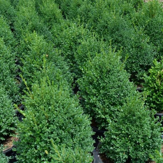 Green Mountain Boxwood