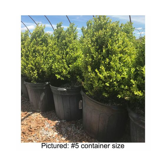 Green Mountain Boxwood