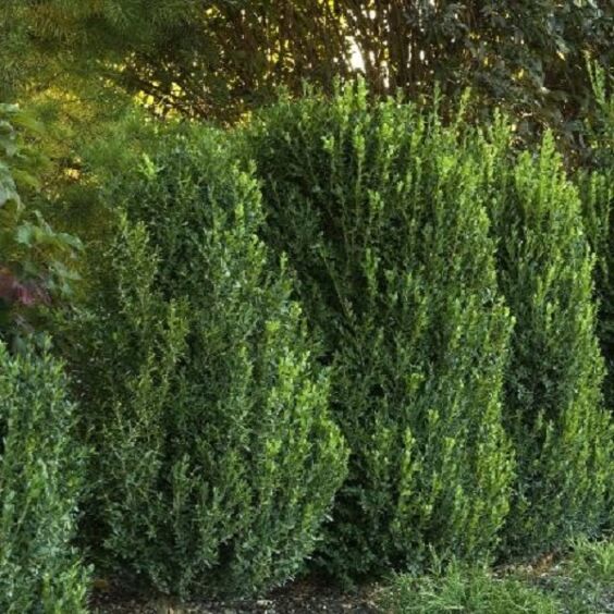 Green Mountain Boxwood