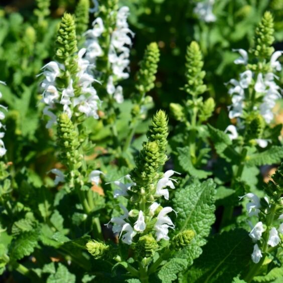 Bumblesnow Salvia