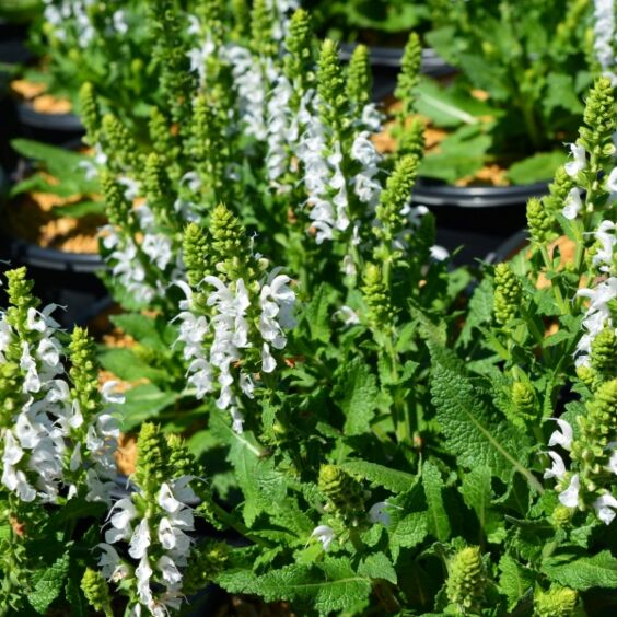 Bumblesnow Salvia