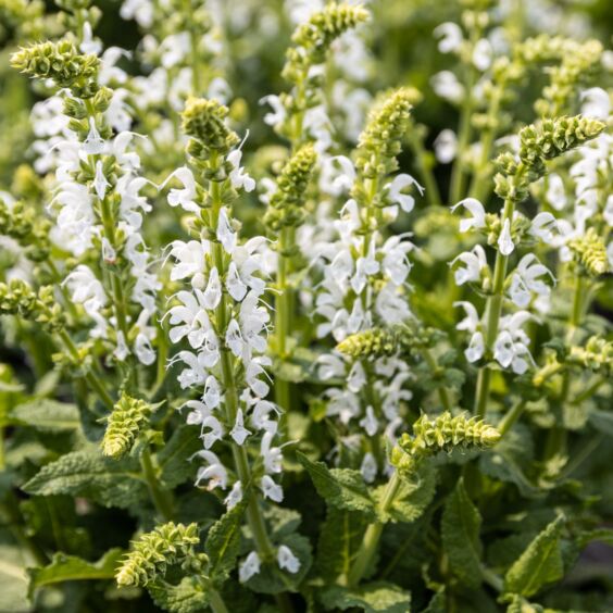 Bumblesnow Salvia