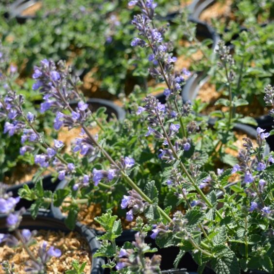 Cat's Pajamas Catmint