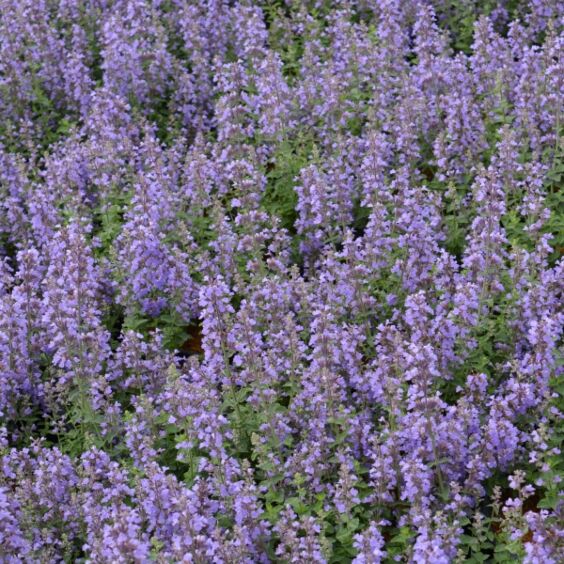 Cat's Pajamas Catmint