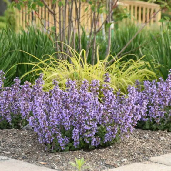 Cat's Pajamas Catmint Cat's Pajamas Catmint