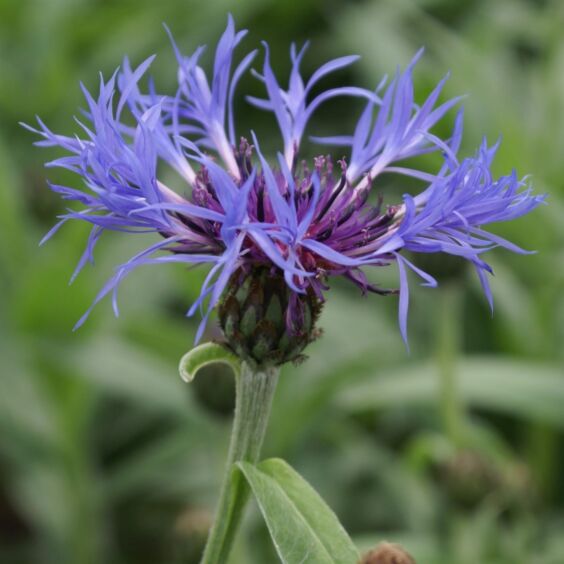 Bachelor's Button perennial Bachelor's Button perennial