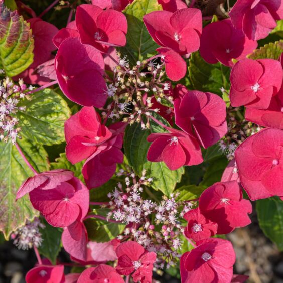 Cherry Explosion™ Hydrangea