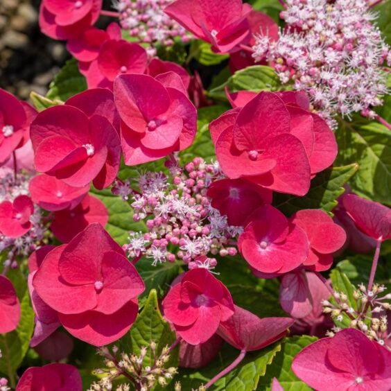 Cherry Explosion™ Hydrangea